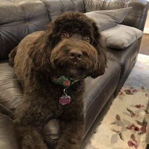 Meet your Posher, Jamie